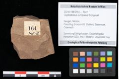 Foto (Objekt + Etikett) von Glyptostrobus europaeus Brongniart (NHMW-GEO-2024-0188-0164)